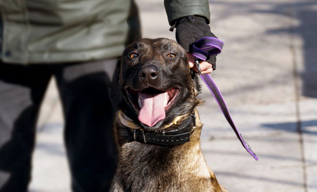 Belgian malinois on leash