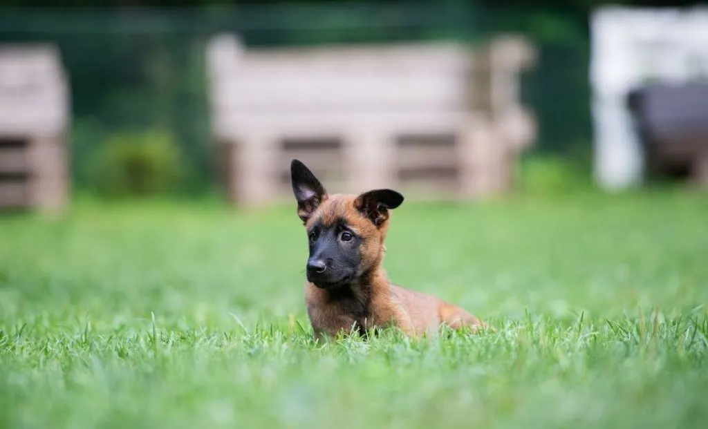 Belgian malinois puppy