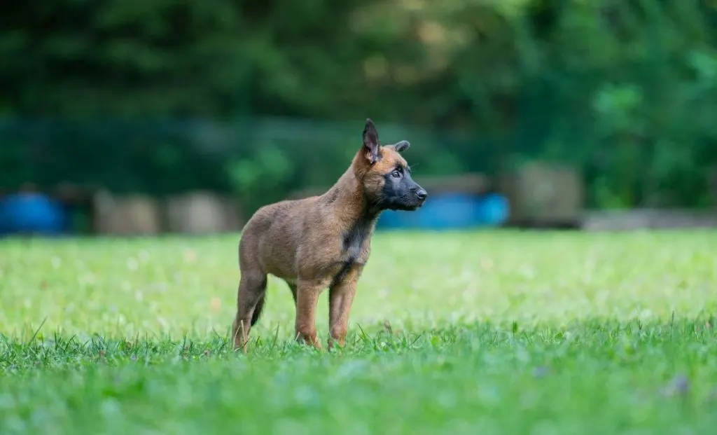 Belgian malinois puppy