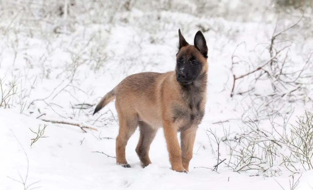 Belgian malinois puppy