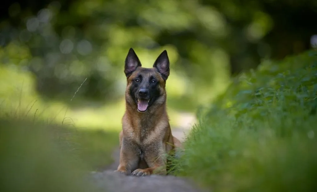 Belgian malinois 