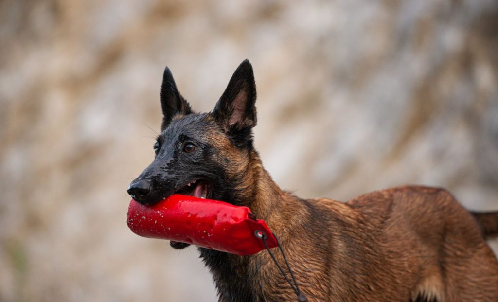 How To Train Belgian Malinois Pups To Behave Like Good Boys