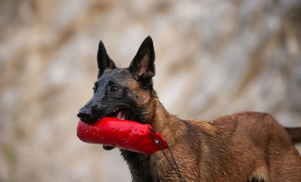 Belgian malinois toy