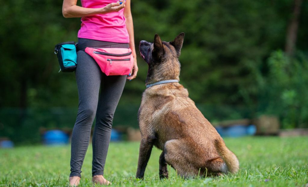 Belgian malinois training