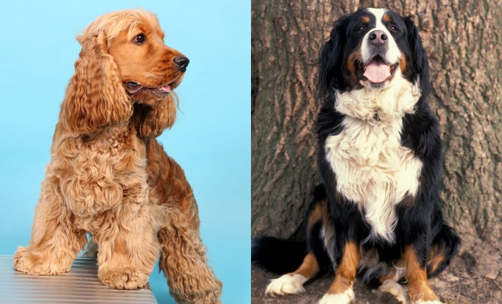 Bernese Mountain Dog X Cocker Spaniel