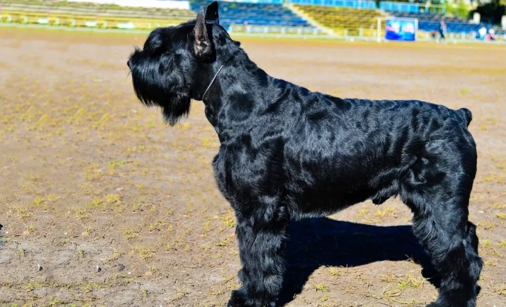 Black Giant Schnauzer