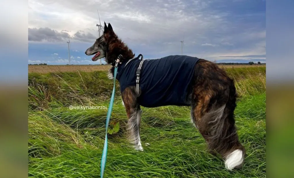 Black and brindle borzoi color