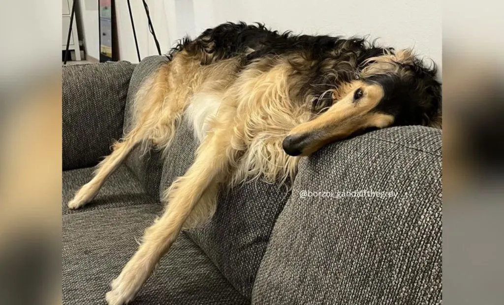 Black and cream borzoi color