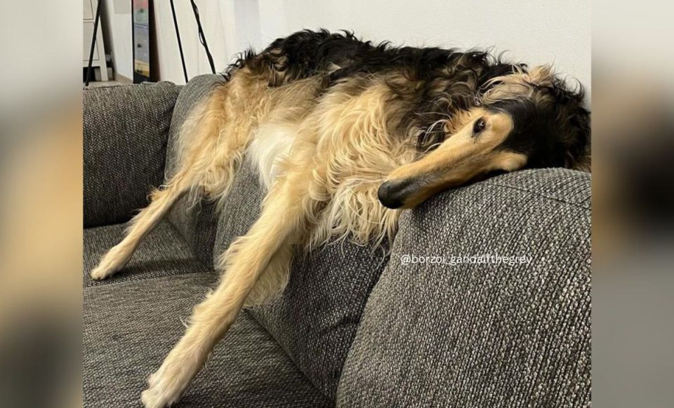 All 31 Borzoi Colors That Will Blow Your Mind (With Pictures)