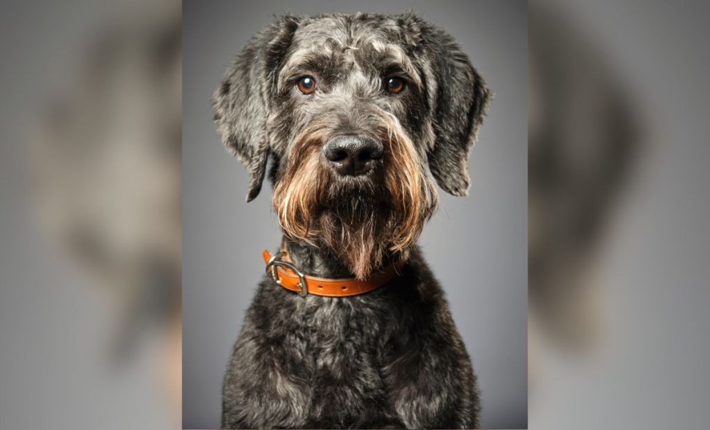 Black and tan Giant Schnauzer