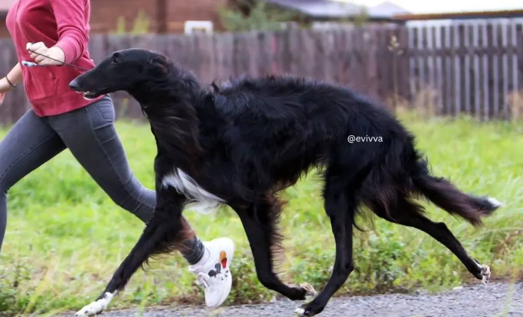 Black and tan borzoi color