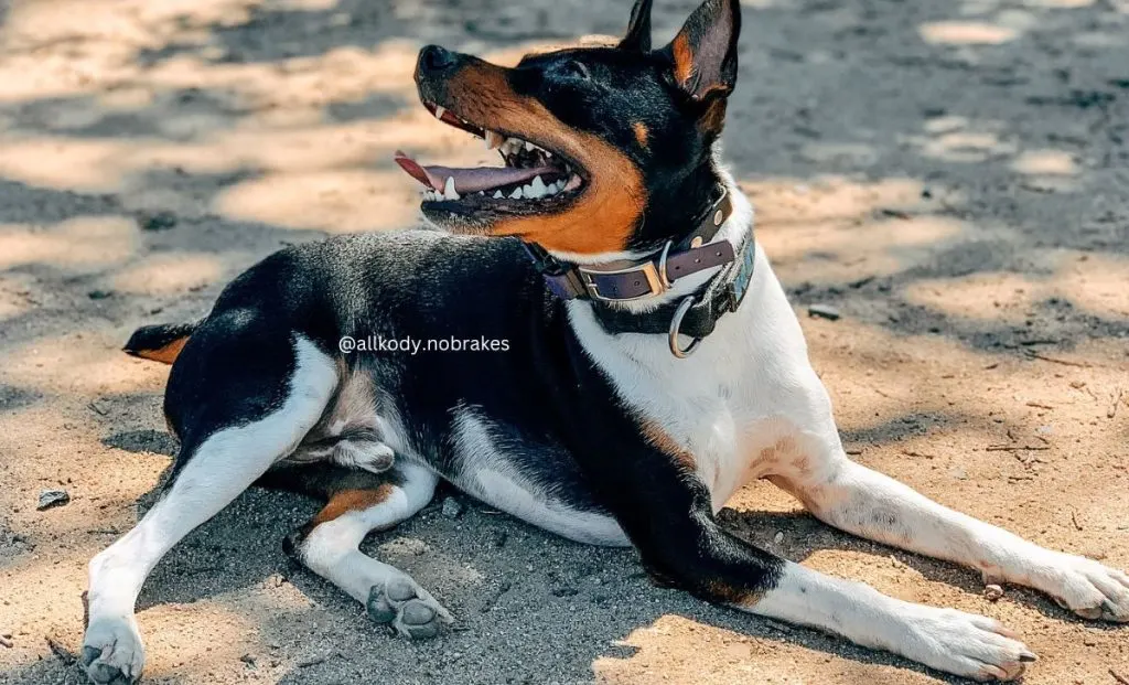 Blanket-back Rat Terrier color