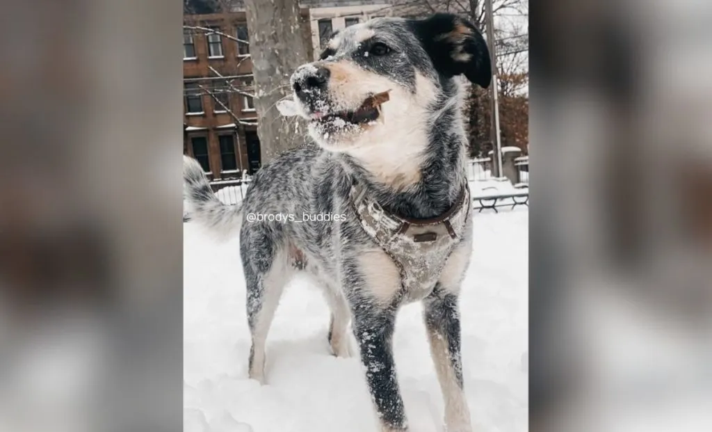 Blue Heeler Australian Shepherd Mix