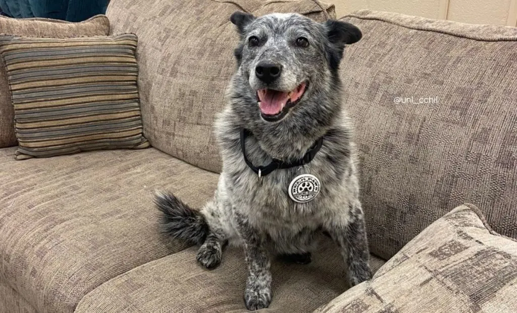 Blue Heeler Australian Shepherd Mix