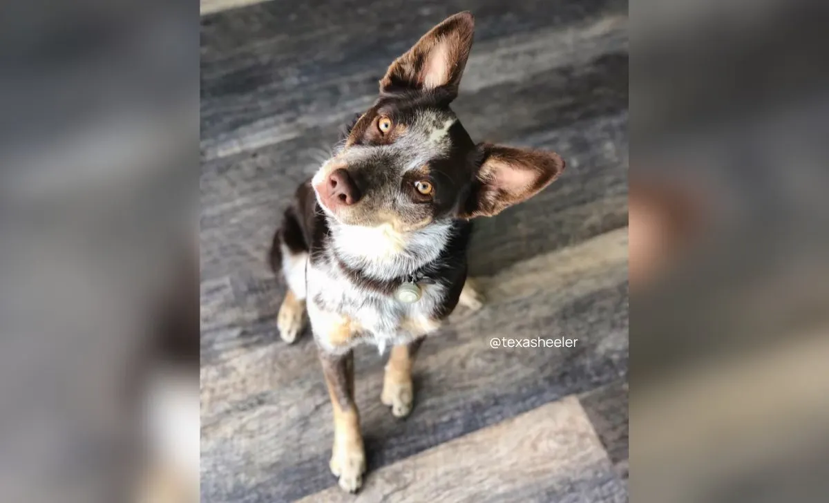 Blue Heeler Australian Shepherd Mix