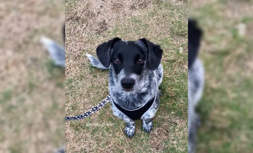 Blue Heeler x Dachshund Mix