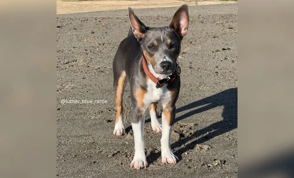 Blue, White, And Tan Rat Terrier