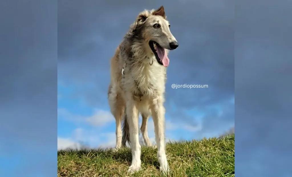 Blue and cream borzoi color