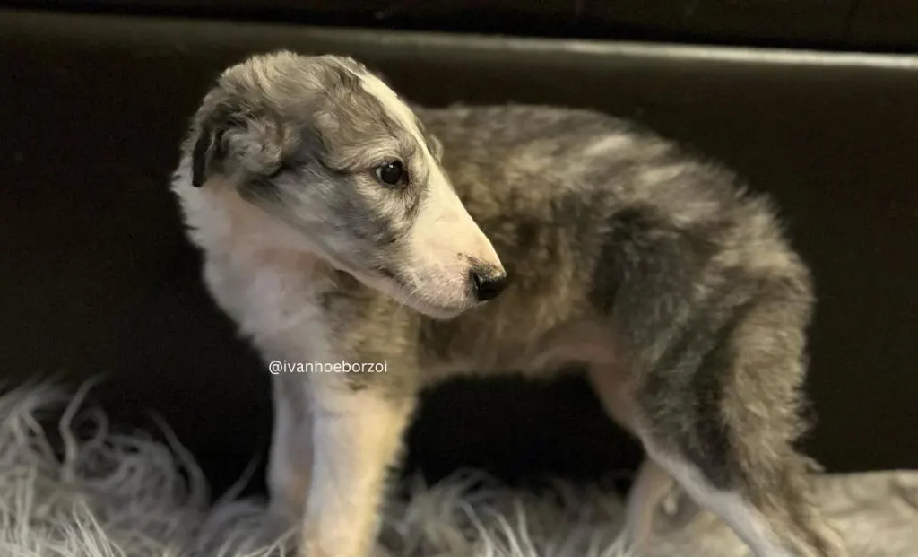 Blue brindle borzoi