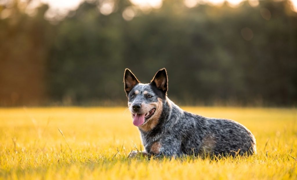 Blue heeler