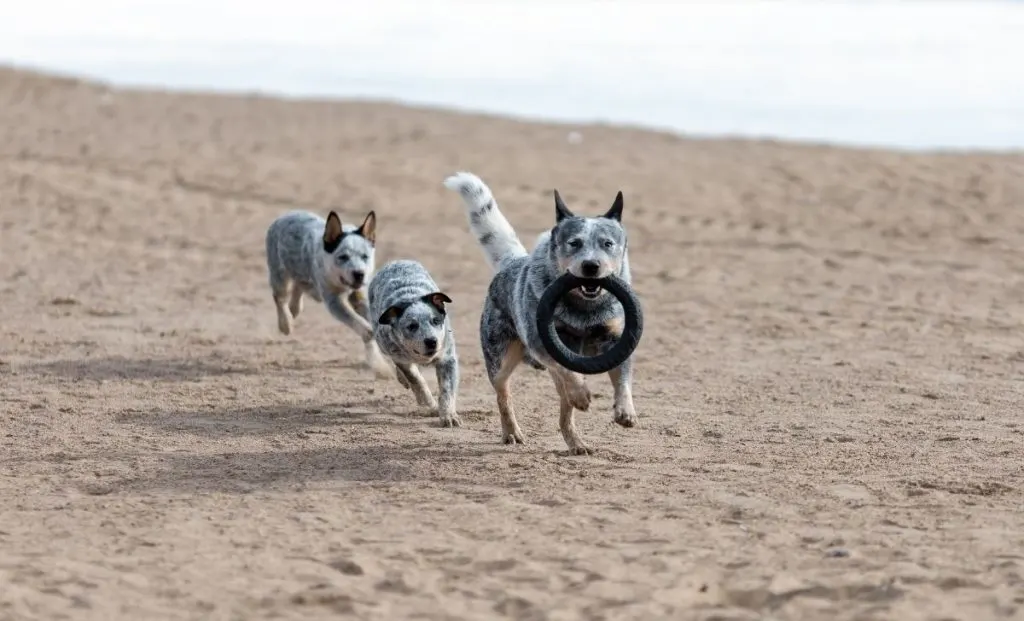 Blue heeler