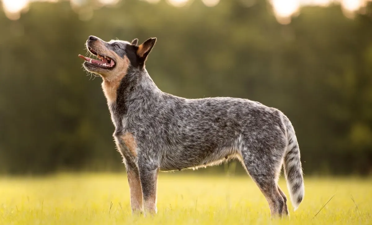 Blue heeler