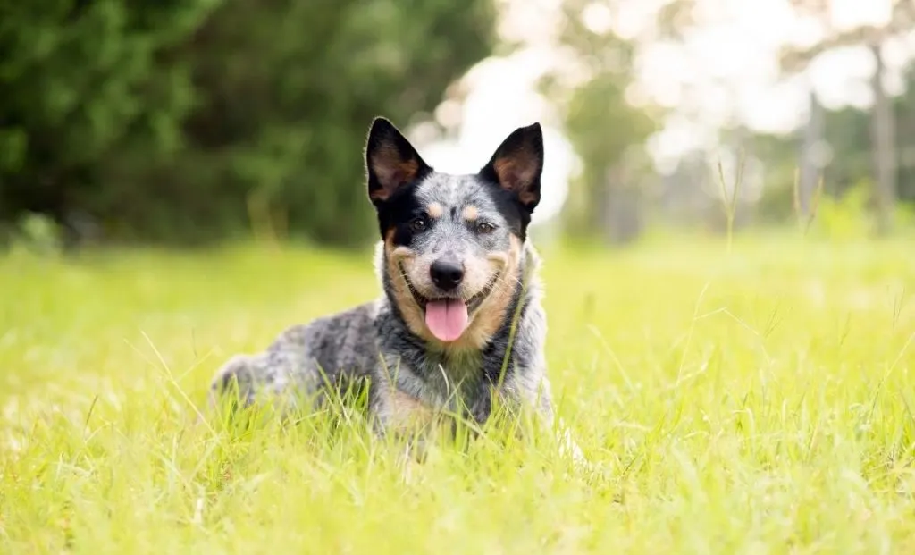 Blue heeler