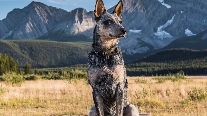 Blue heeler feeding chart best sale