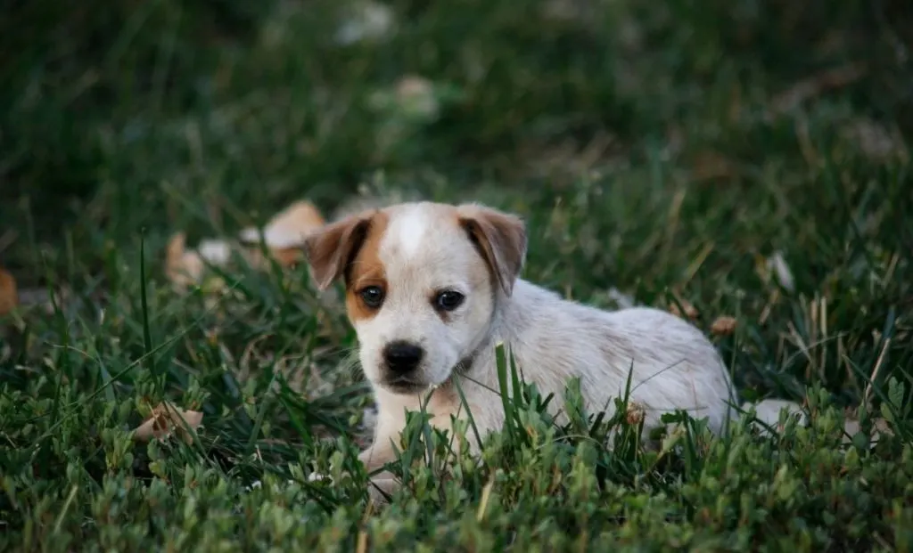 Blue heeler puppy