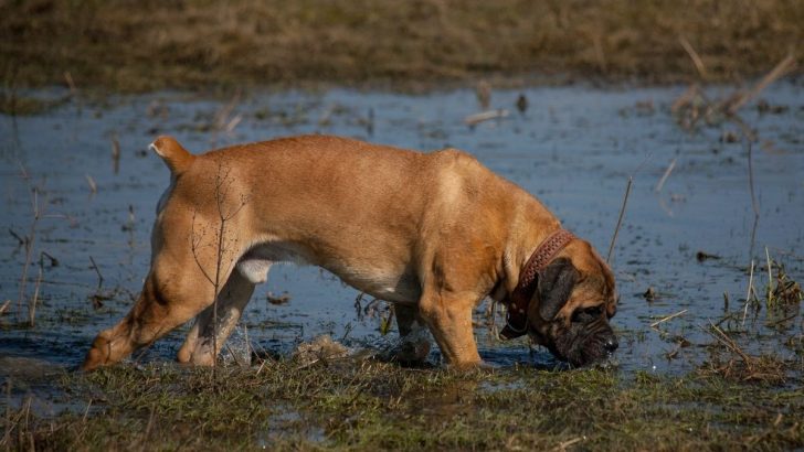 Check Out 9 Boerboel Colors And Find Your Favorite One