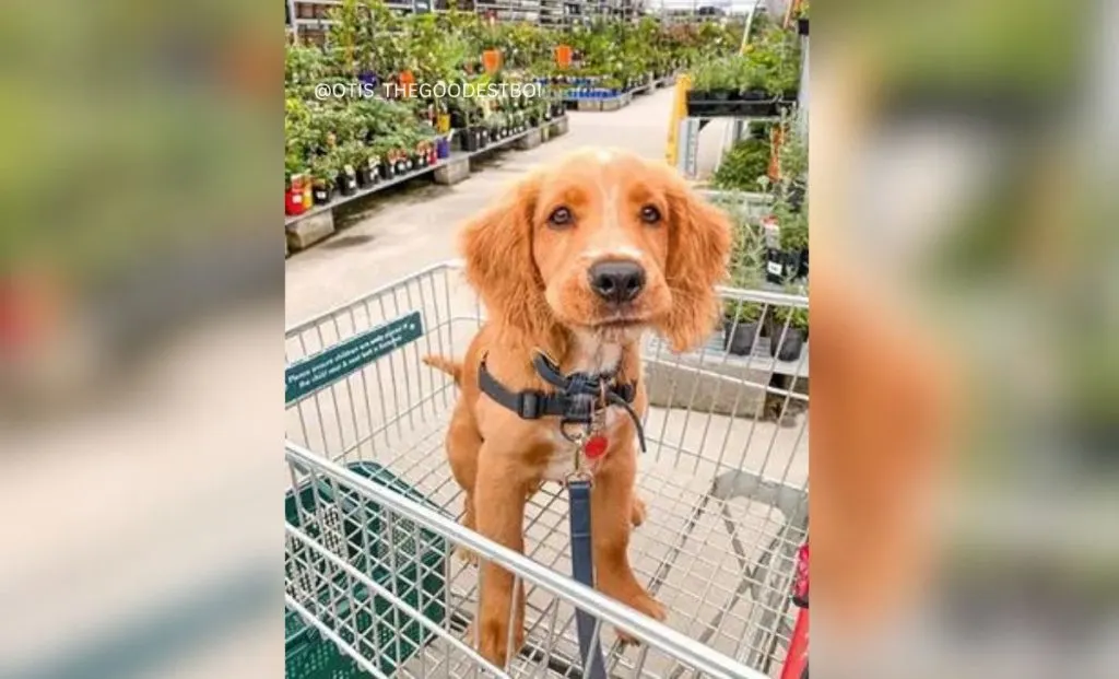 Border Collie Cocker Spaniel Mix