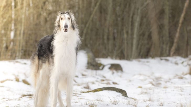 All 31 Borzoi Colors That Will Blow Your Mind (With Pictures)