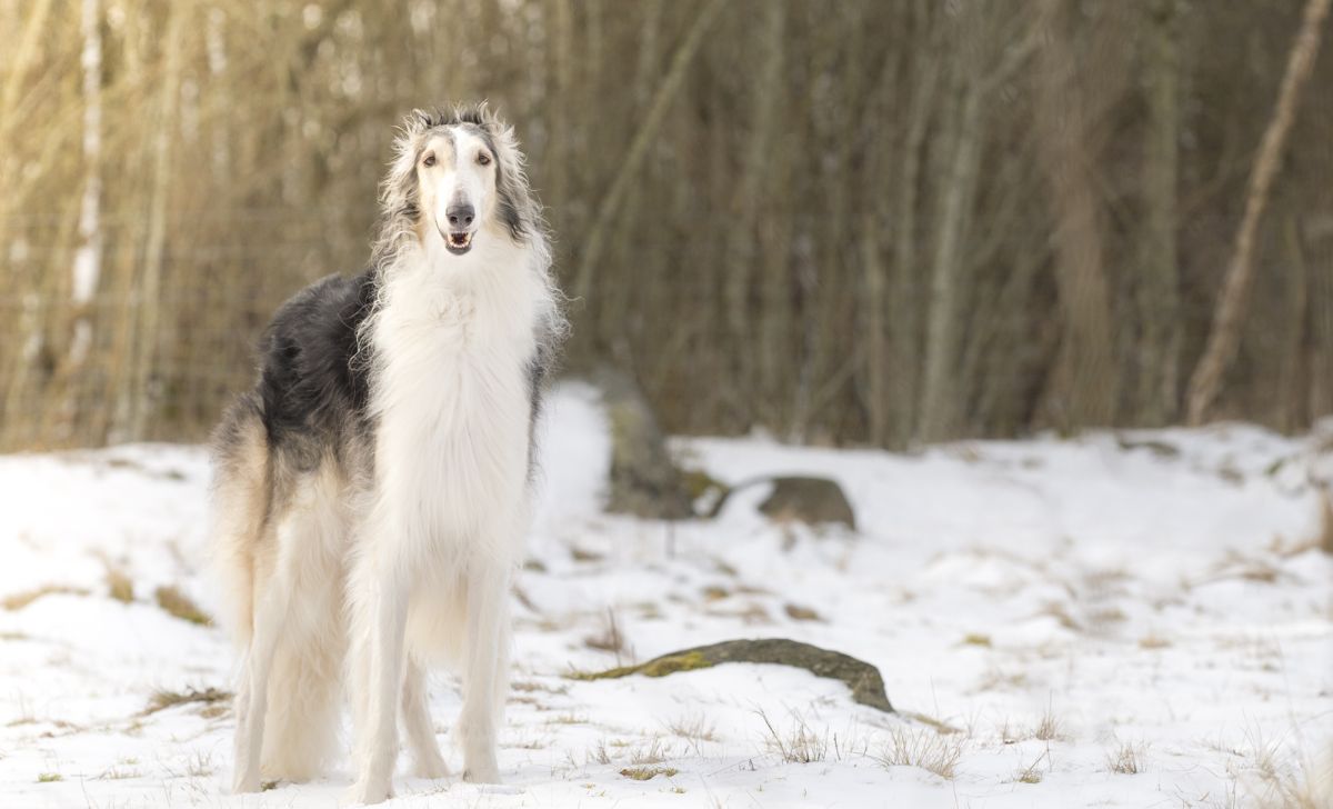 Borzoi colors