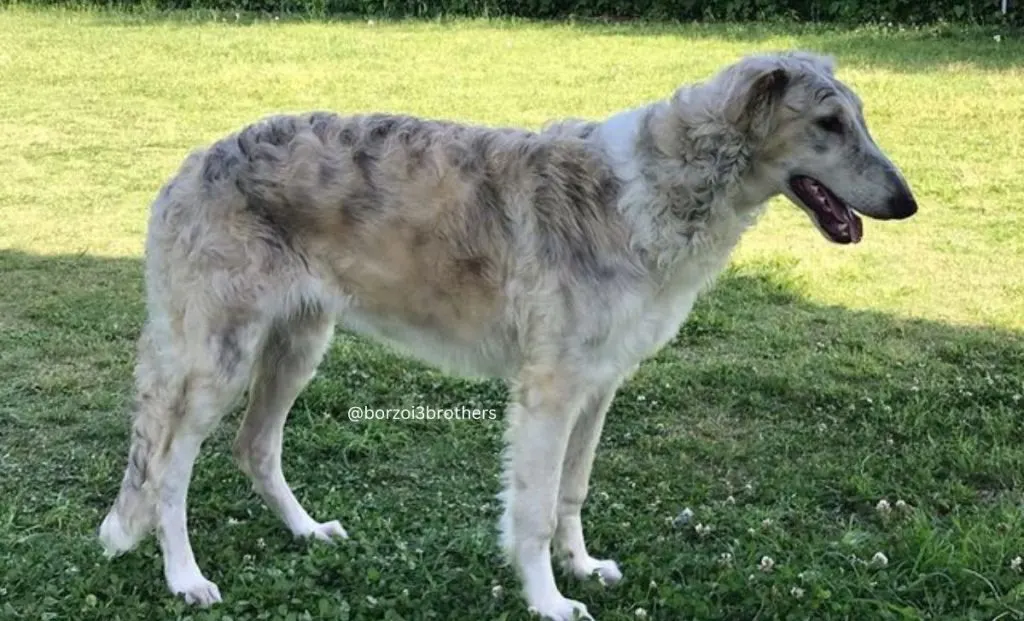 Borzoi mahogany brindle color