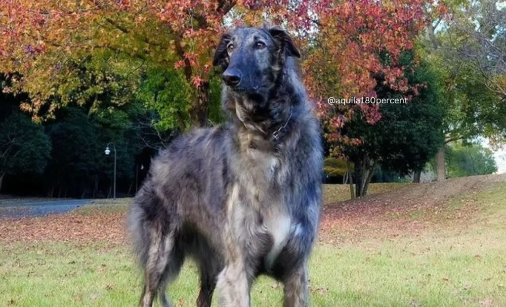 All 31 Borzoi Colors That Will Blow Your Mind (With Pictures)