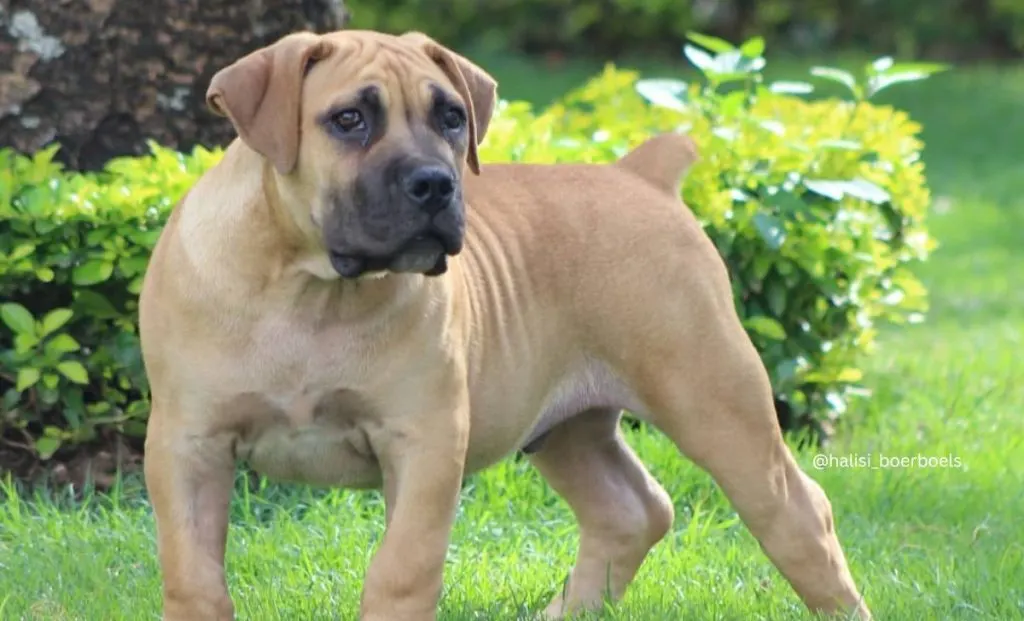 Brown boerboel color