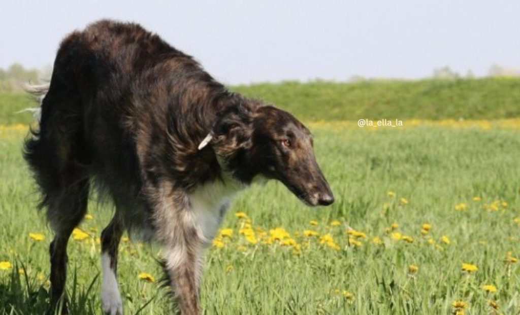 Brown borzoi color