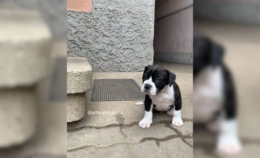 Cane Corso Bully mix