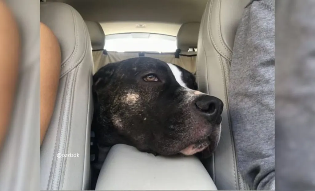 Cane Corso Dogo argentino mix