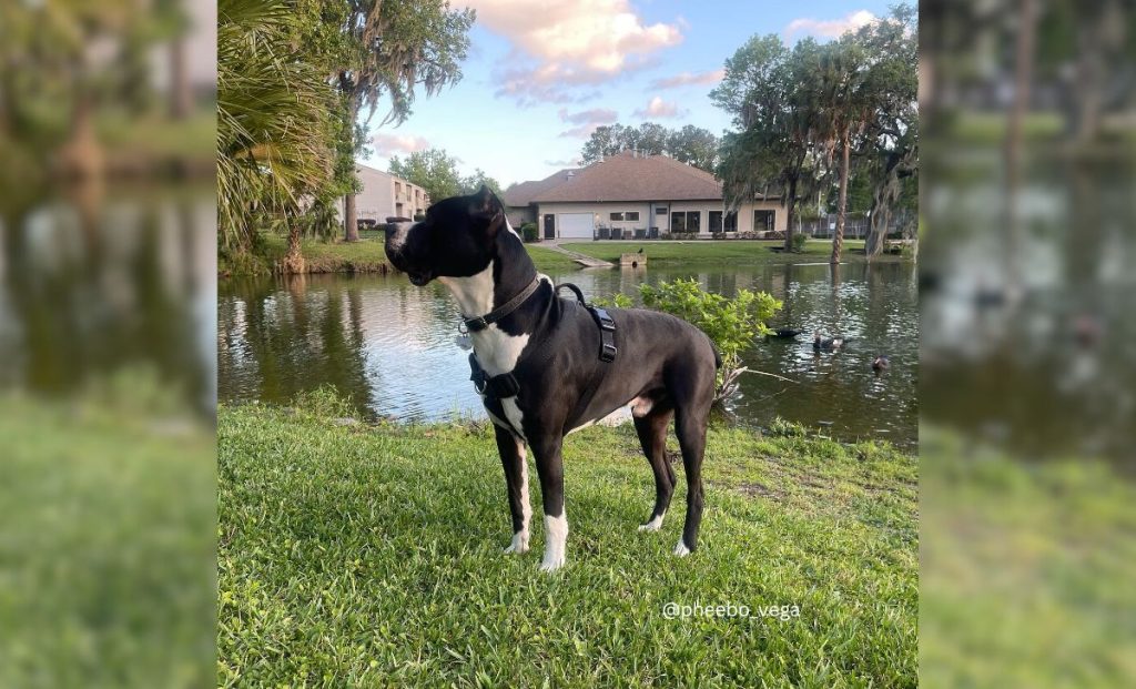 Cane Corso Dogo argentino mix