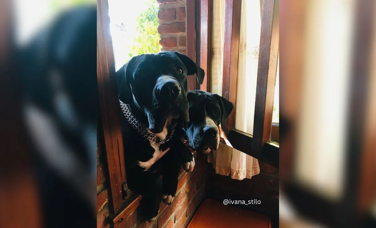 Cane Corso Dogo argentino