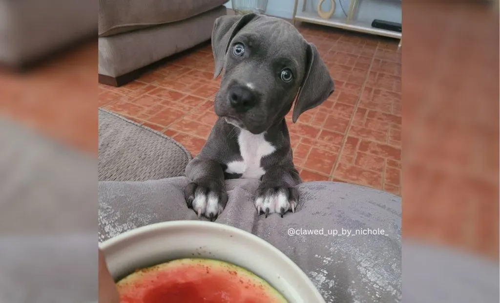 Cane corso american bully mix