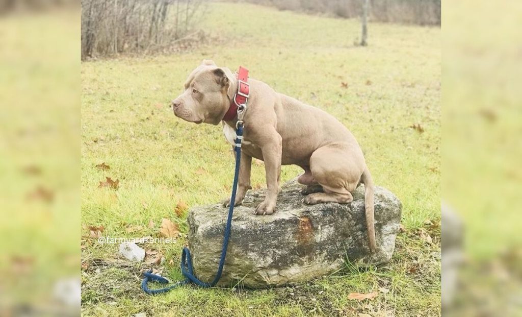 Cane corso american bully mix