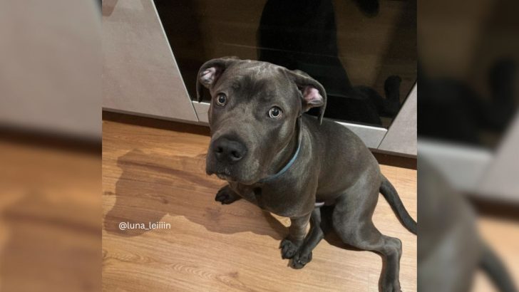 The Truth About The Cane Corso Bully Mix And Its Nature