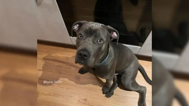 The Truth About The Cane Corso Bully Mix And Its Nature
