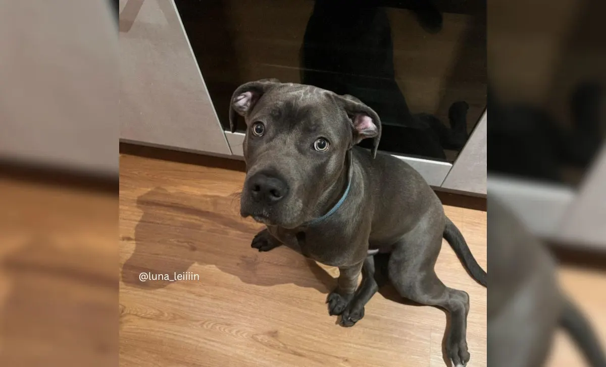 Cane corso american bully mix