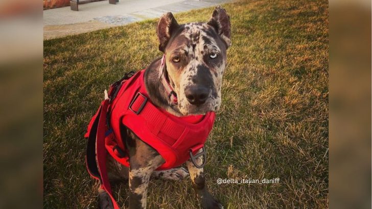 Cane Corso Great Dane Mix Care Guide, Facts, And Information 