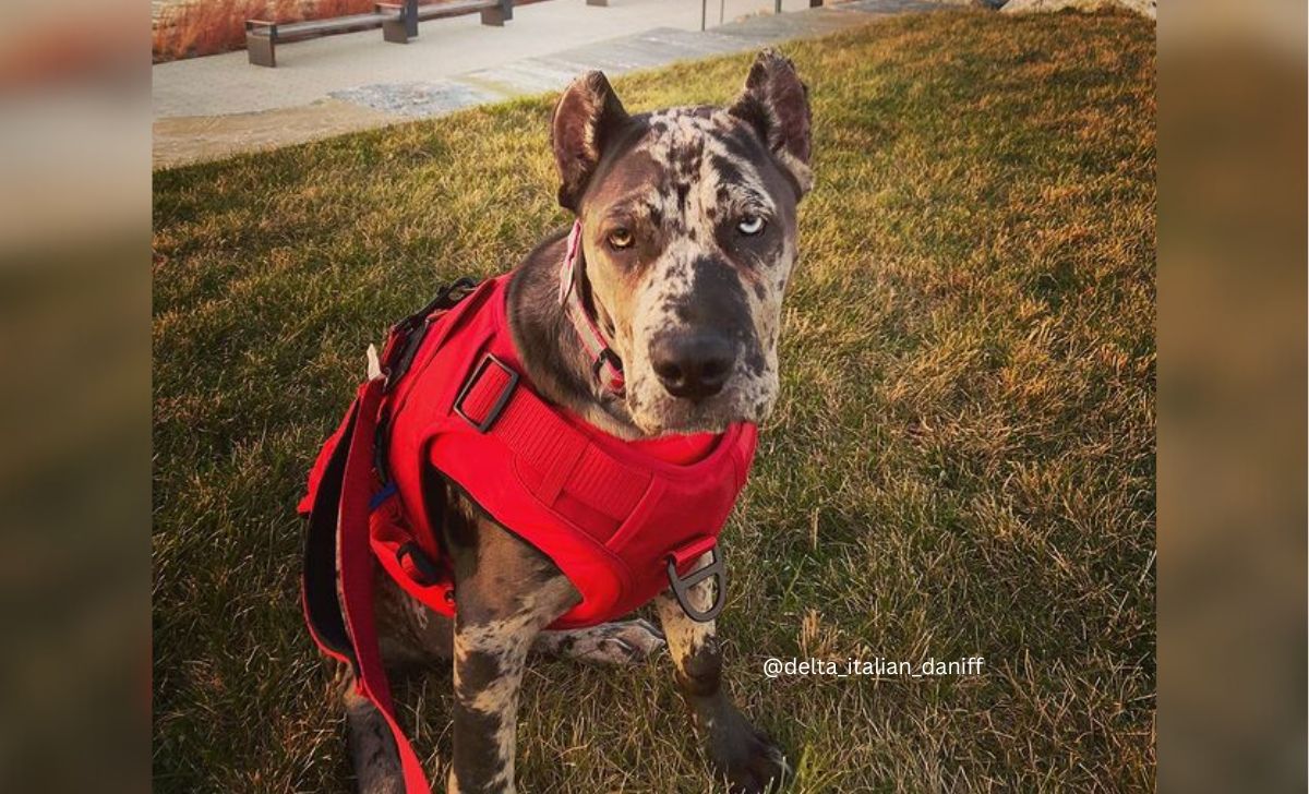 Cane corso and great dane mix 1