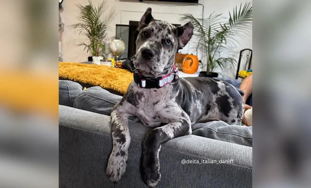 Cane corso and great dane mix