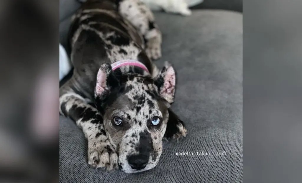 Cane corso and great dane mix puppy